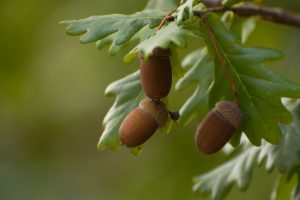 acorn image