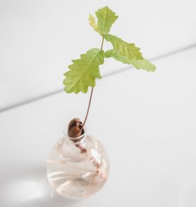 acorn in a glass with water